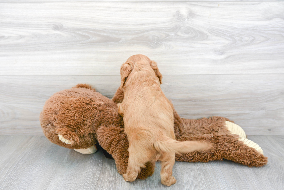 Funny Cavapoo Poodle Mix Pup