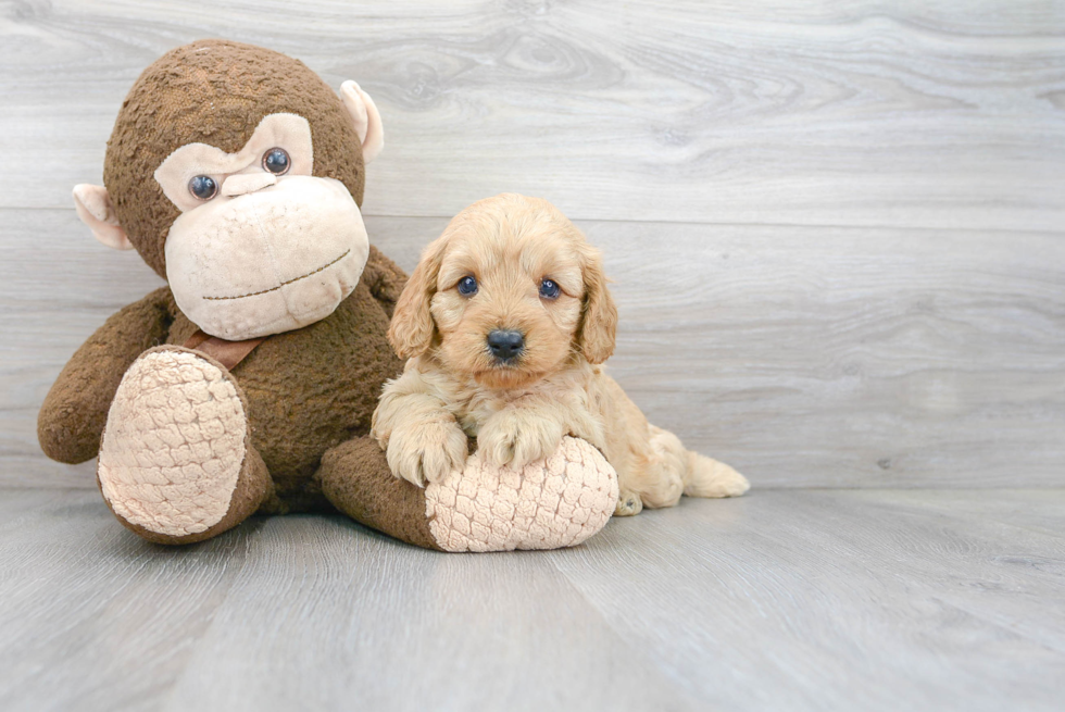 Cavapoo Puppy for Adoption