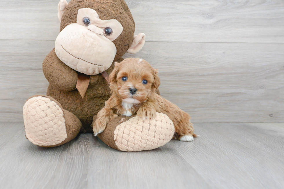 Cavapoo Pup Being Cute