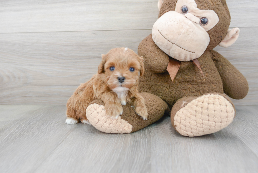 Cavapoo Puppy for Adoption