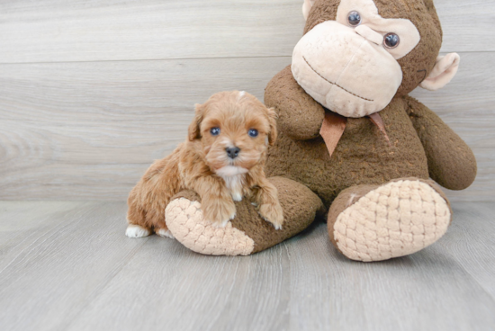 Cavapoo Puppy for Adoption