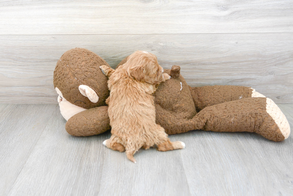 Little Cavoodle Poodle Mix Puppy