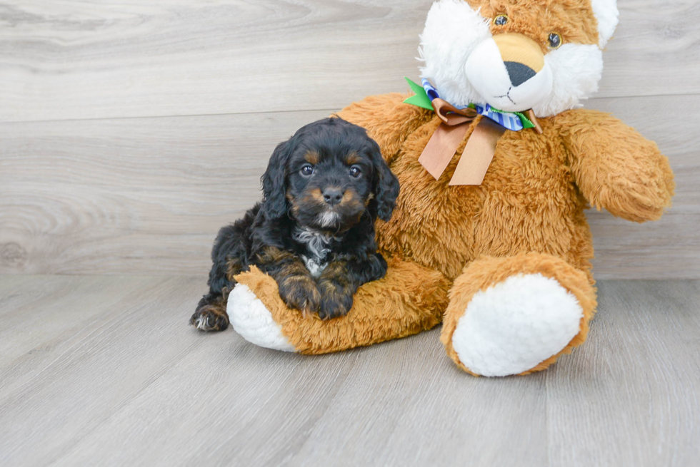 Best Cavapoo Baby