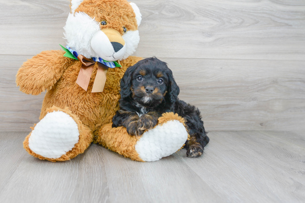 Cavapoo Puppy for Adoption