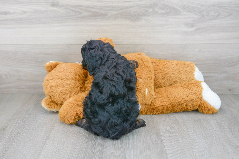 Energetic Cavoodle Poodle Mix Puppy