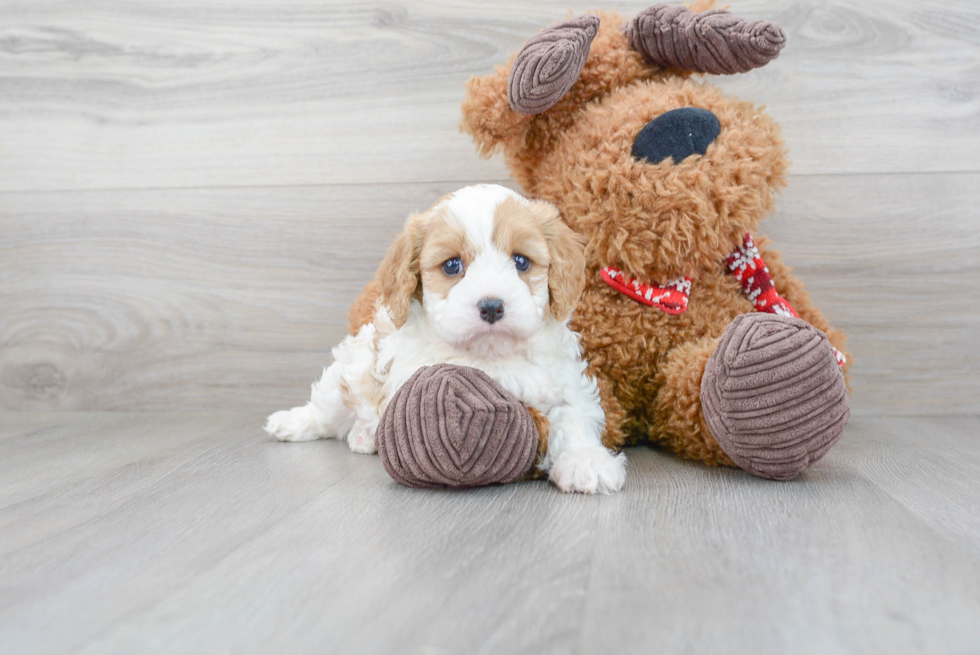 Cavapoo Pup Being Cute