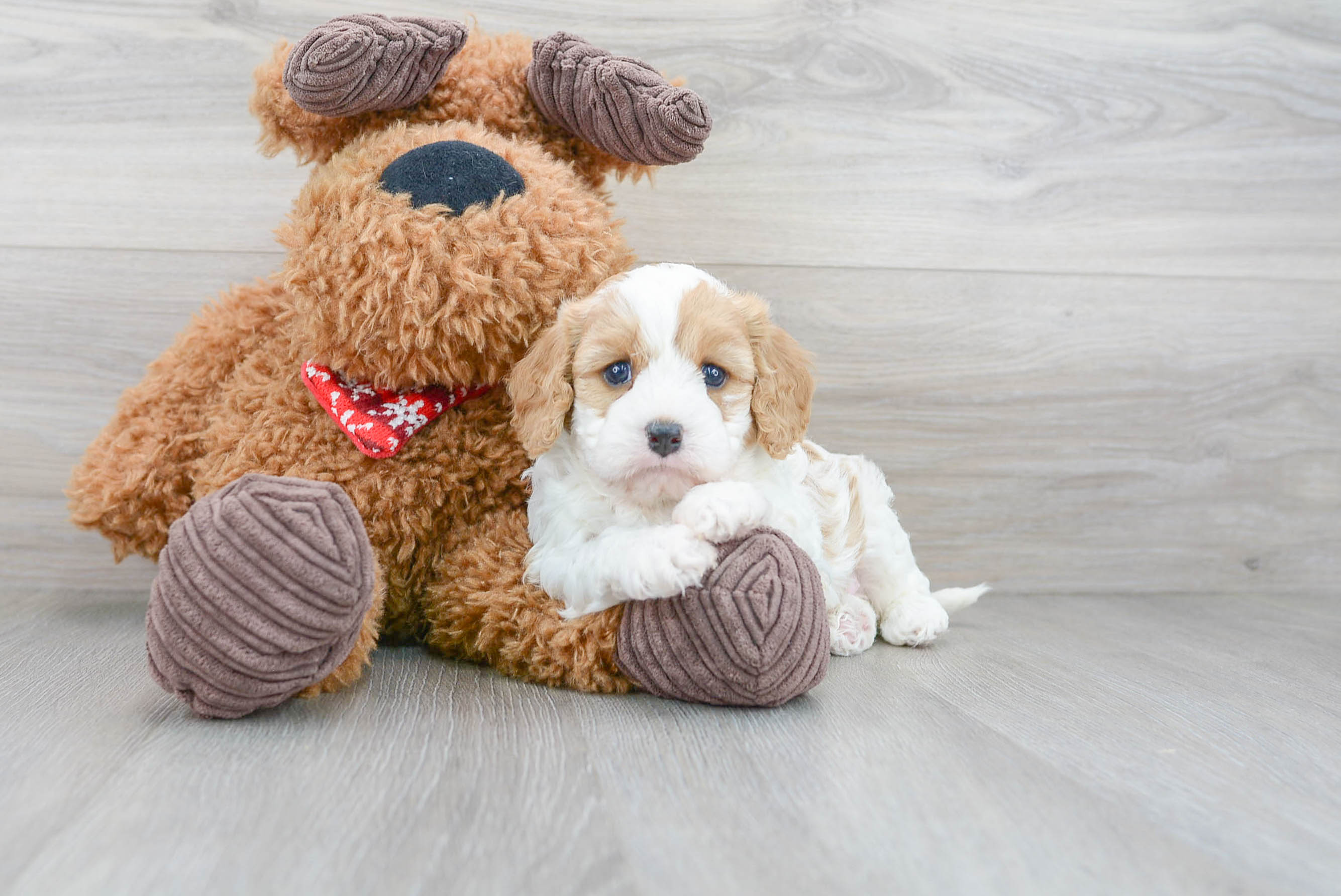 Best Cavapoo Baby