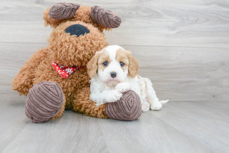 Best Cavapoo Baby