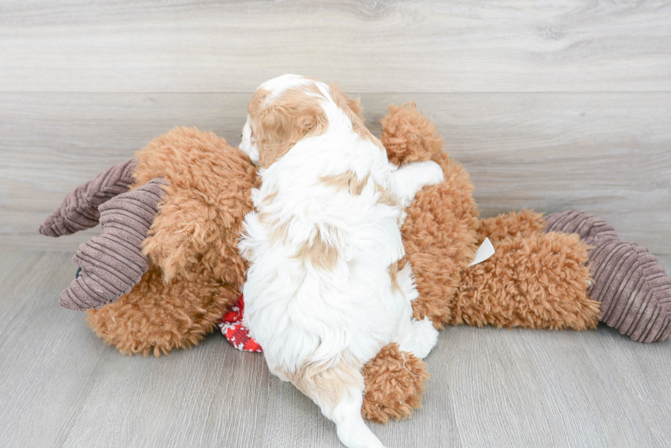 Cavapoo Puppy for Adoption