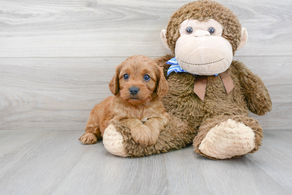 Smart Cavapoo Poodle Mix Pup