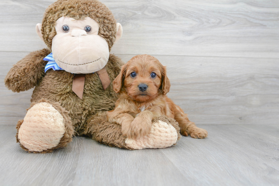 Happy Cavapoo Baby