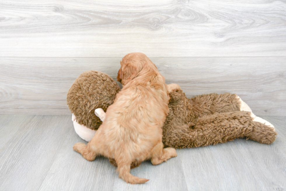 Energetic Cavoodle Poodle Mix Puppy