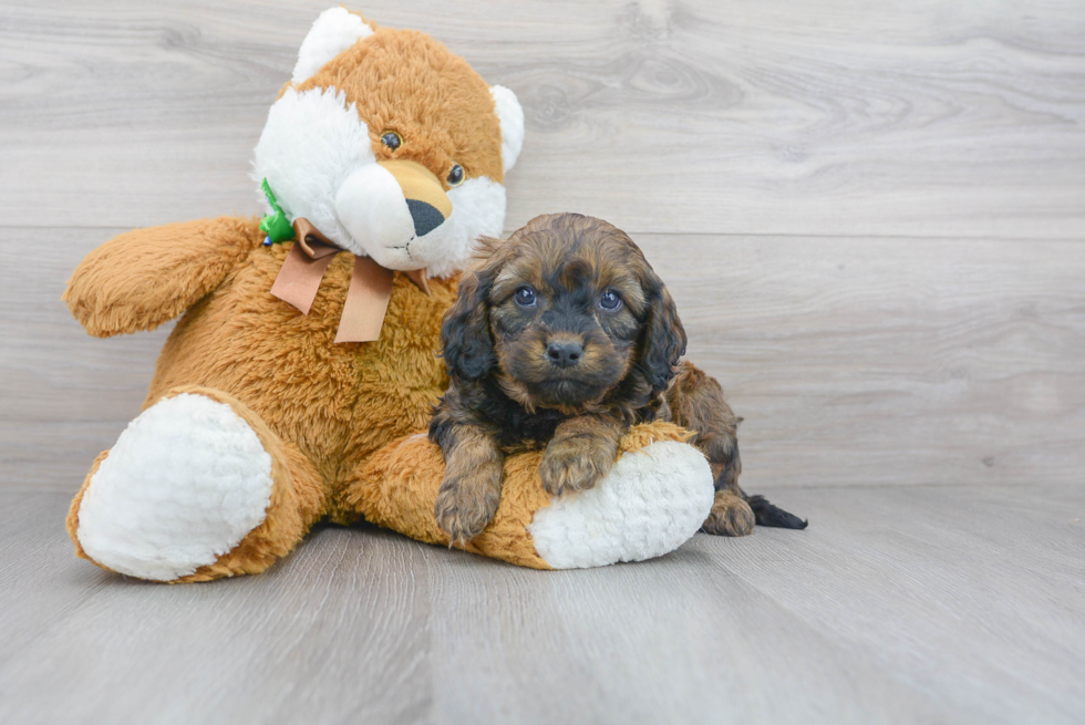 Little Cavoodle Poodle Mix Puppy