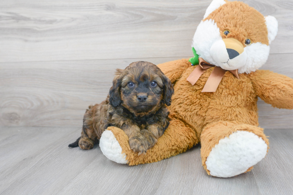 Smart Cavapoo Poodle Mix Pup