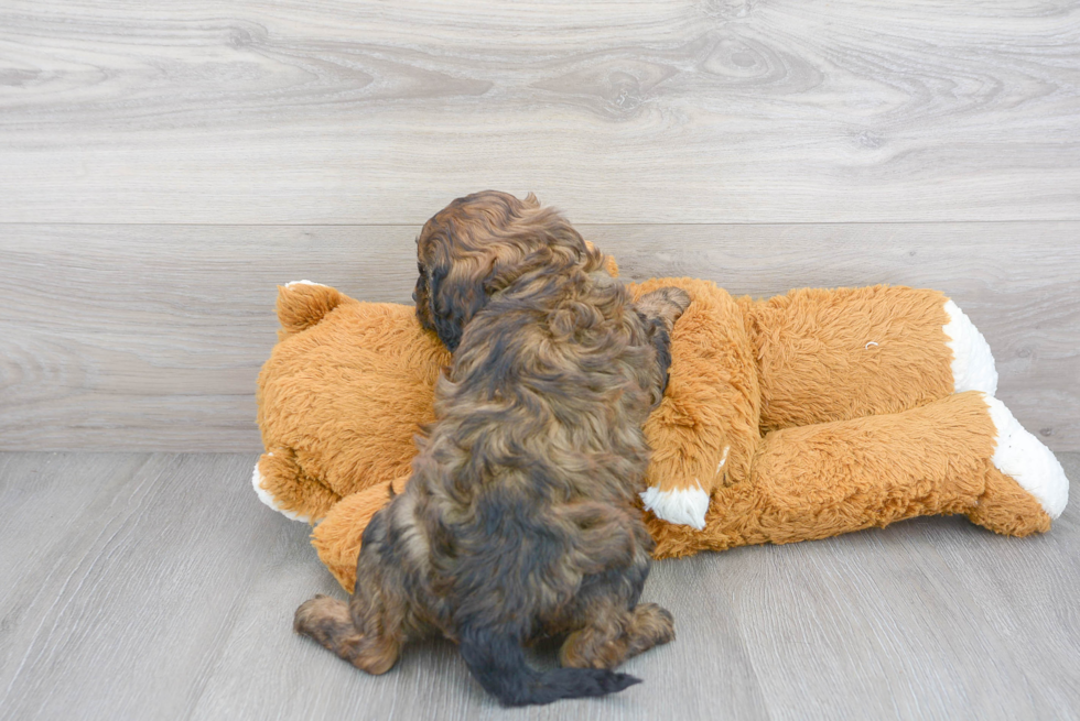 Sweet Cavapoo Baby