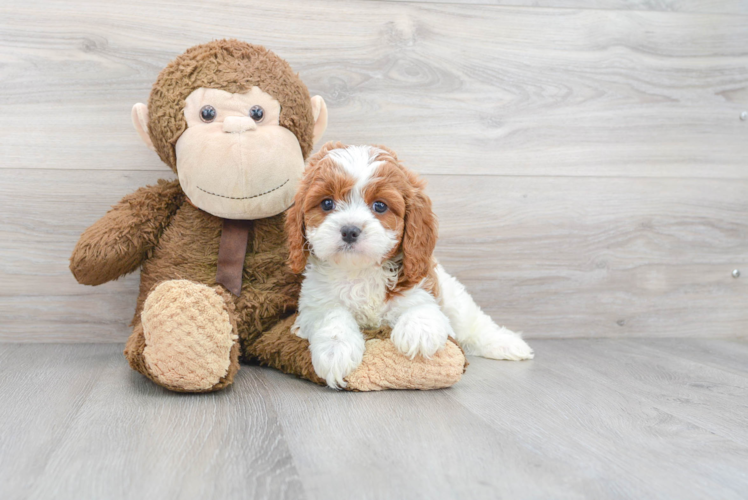 Cavapoo Puppy for Adoption