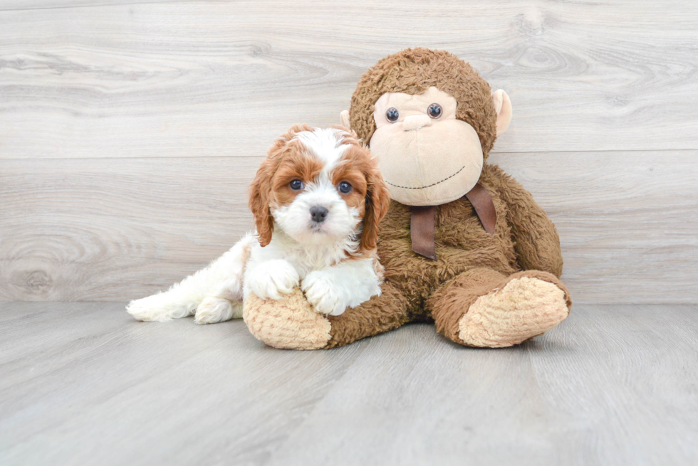 Best Cavapoo Baby