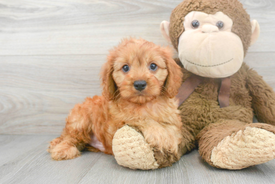 Cavapoo Puppy for Adoption