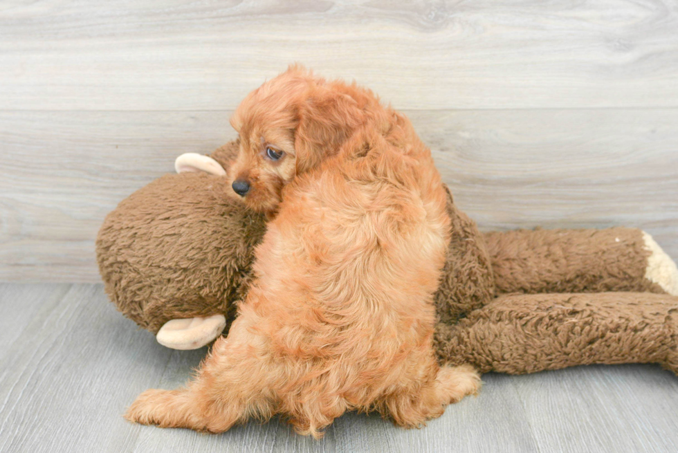 Cute Cavapoo Baby