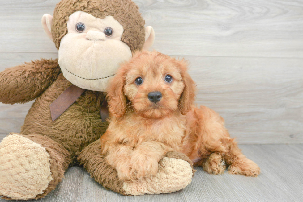 Cavapoo Puppy for Adoption