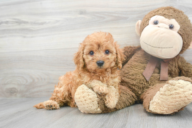 Small Cavapoo Baby