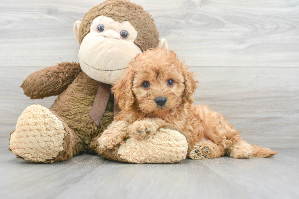 Petite Cavapoo Poodle Mix Pup