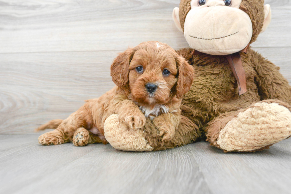 Best Cavapoo Baby