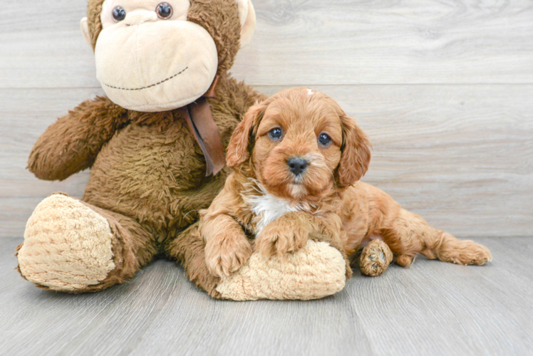 Cute Cavapoo Baby