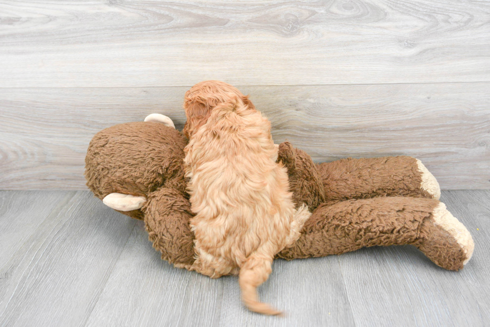 Playful Cavoodle Poodle Mix Puppy