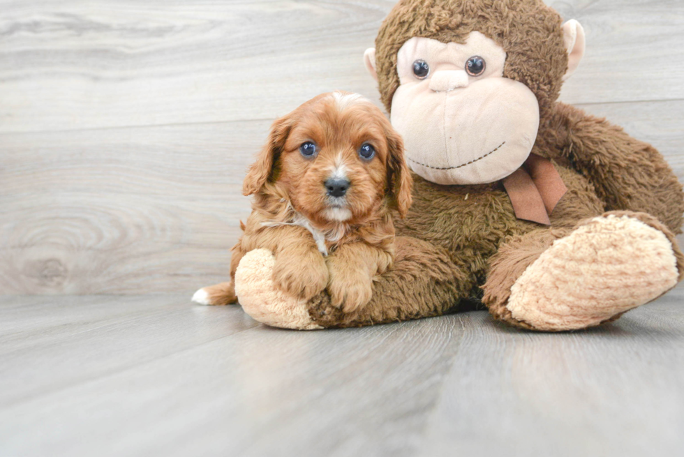 Friendly Cavapoo Baby