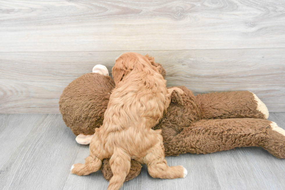 Best Cavapoo Baby