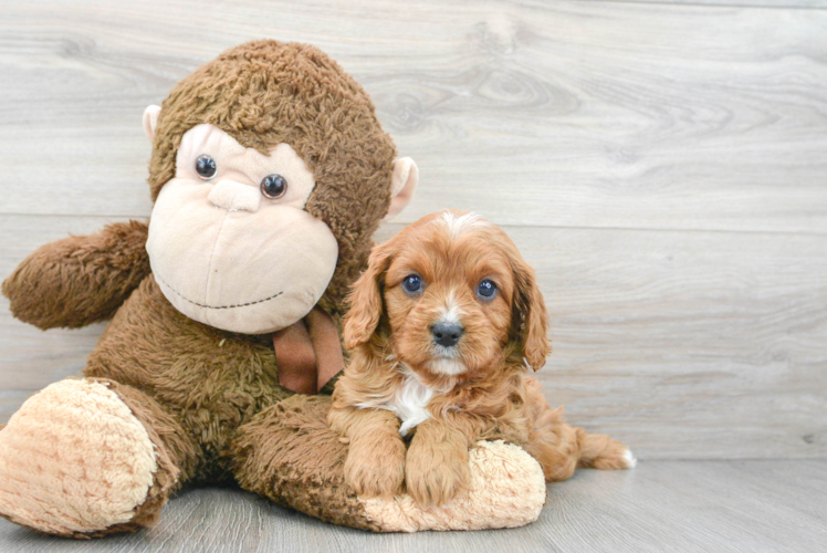 Cavapoo Pup Being Cute