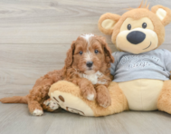8 week old Cavapoo Puppy For Sale - Premier Pups
