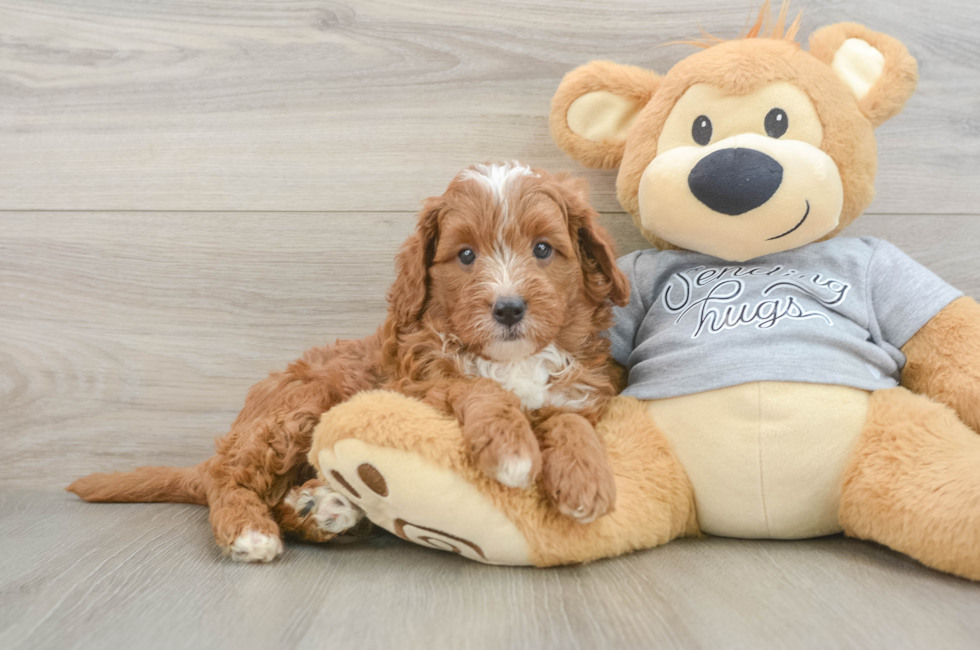 5 week old Cavapoo Puppy For Sale - Premier Pups