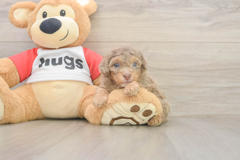Best Cavapoo Baby