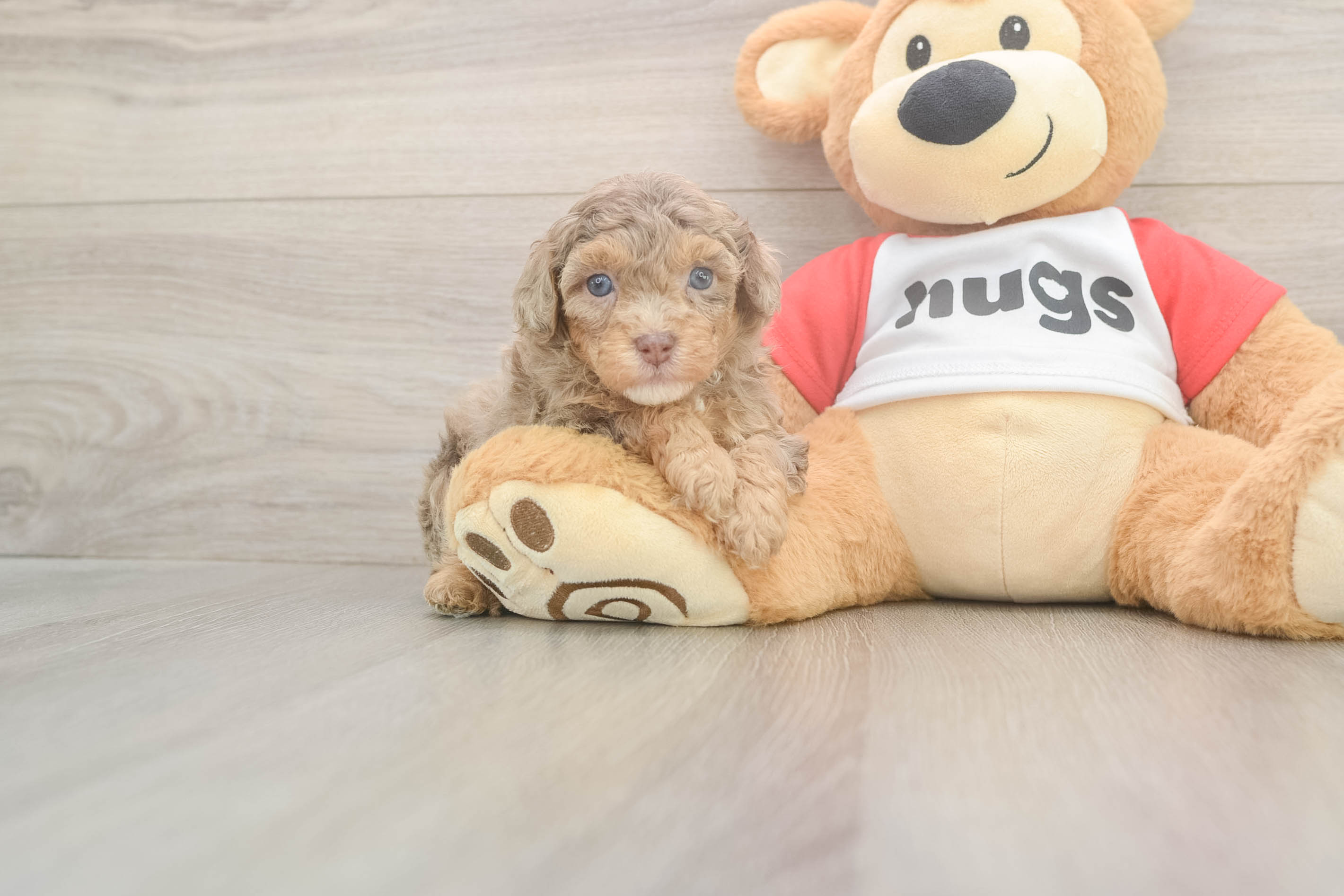 Sweet Cavapoo Baby