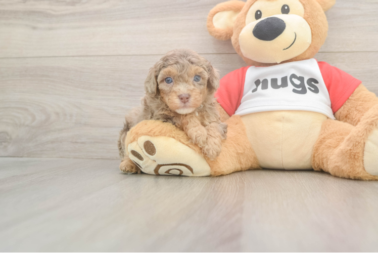 Sweet Cavapoo Baby