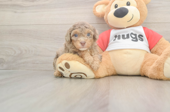 Sweet Cavapoo Baby