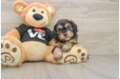 Funny Cavapoo Poodle Mix Pup