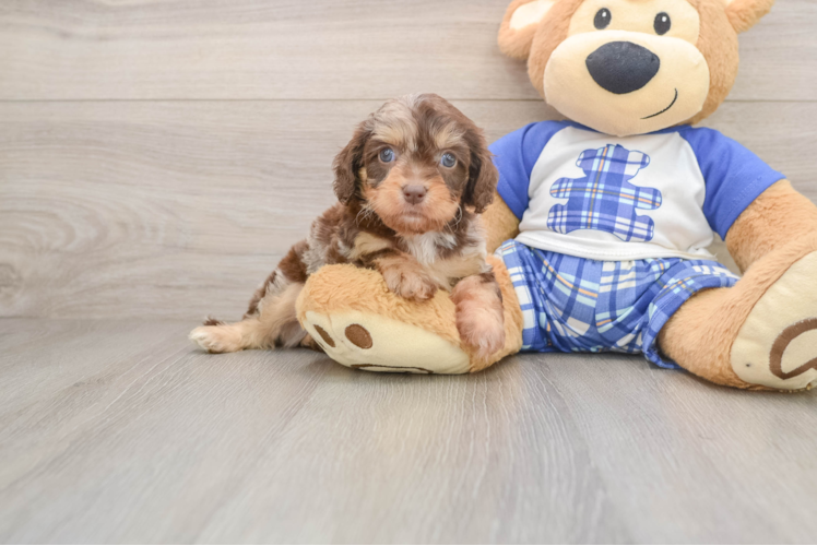 Cute Cavapoo Baby