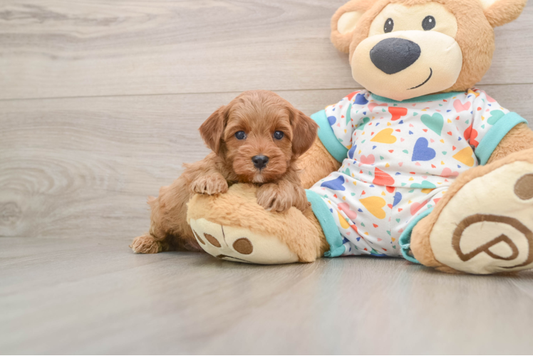 Cavapoo Puppy for Adoption