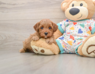7 week old Cavapoo Puppy For Sale - Premier Pups