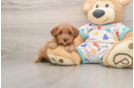 Cavapoo Puppy for Adoption