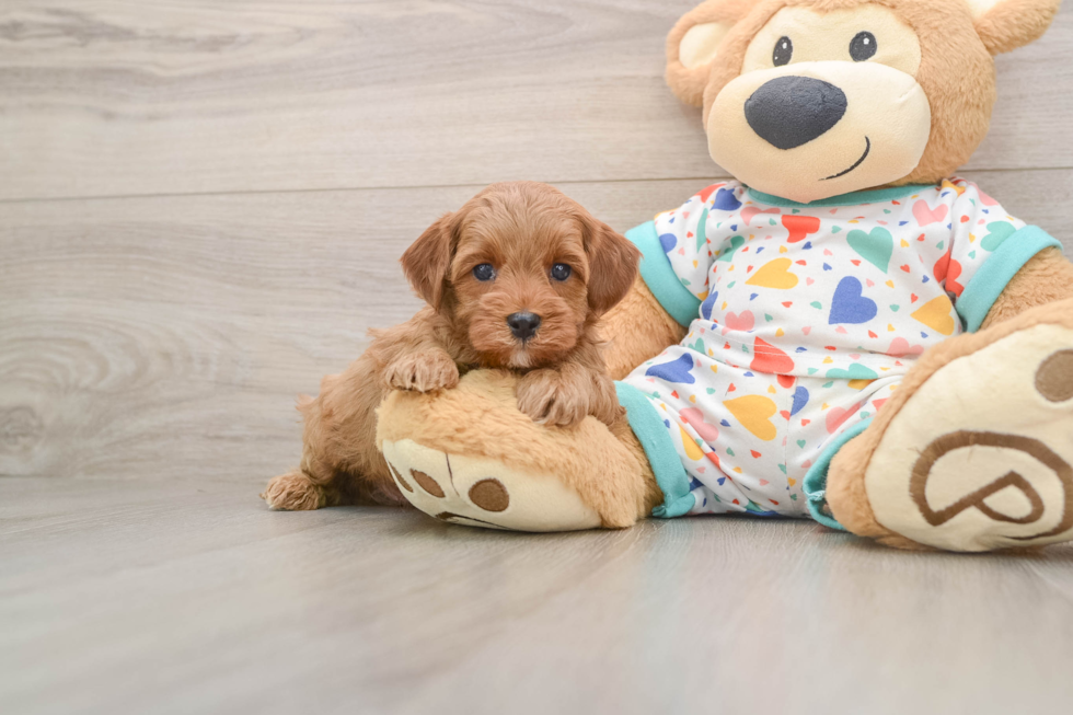 Cavapoo Puppy for Adoption