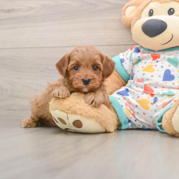 Cavapoo Puppy for Adoption