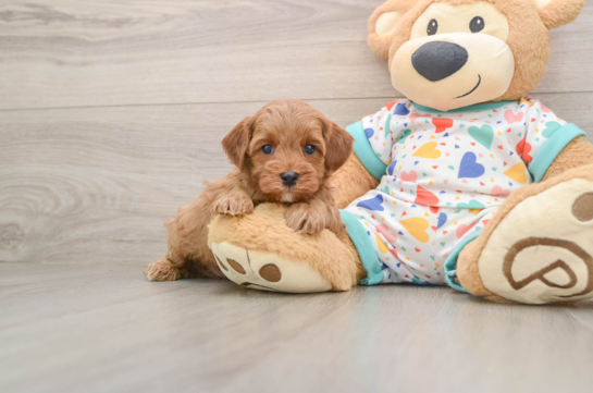 Cavapoo Puppy for Adoption