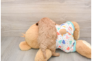 Best Cavapoo Baby