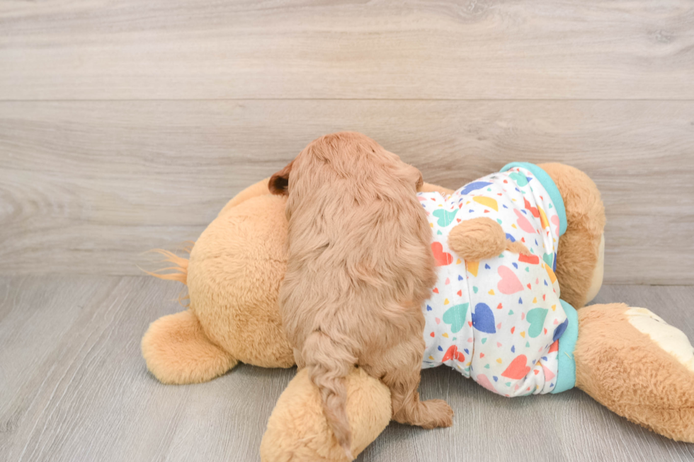 Best Cavapoo Baby