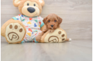 Best Cavapoo Baby