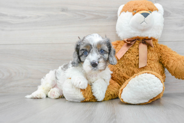 Cavapoo Pup Being Cute